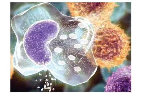 活性氧（ROS）检测